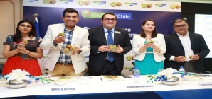 Kiwifruit from Chile to be Exported to the Indian Market