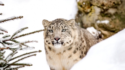 Get Ready for First Snow Leopard Show by Uttrakhand Tourism
