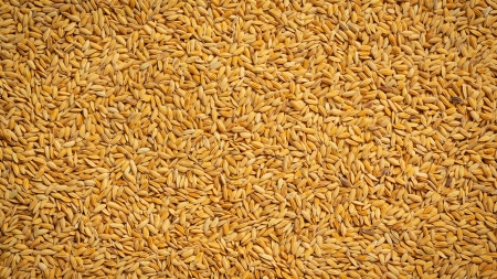 Tripura Government To Purchase 20,000 MT Paddy At MSP To Boost Farm Economy
