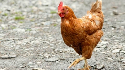 Everything you need to know about Avian flu and its symptoms