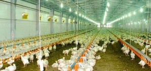 Bird flu outbreak in India and how serious it is to humans