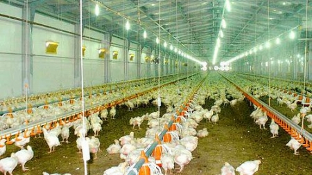 Bird flu outbreak in India and how serious it is to humans