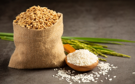 Basmati Rice info, its worldwide market, and Indian Rice Exporters functions-A detailed report